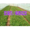 云南玫瑰小苗哪里的好@批发云南玫瑰花去哪理想