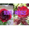[玫瑰苗]玫瑰小苗价格/图片/参数/品牌