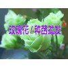 玫瑰苗图片@云南玫瑰苗哪里低价#玫瑰苗种植基地和技术