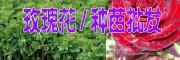2017玫瑰小苗价格