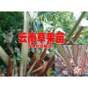 红河草果种苗价每株卖多少@草果苗在哪儿购