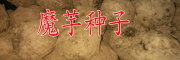 魔芋种子批发