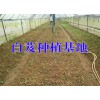 云南白芨中药材产地信息@云南白芨种植户信息