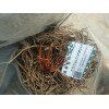 适合云南种植的野蚕豆根@产地野蚕豆信息|野蚕豆种植需多少时间