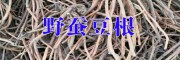野蚕豆根图片