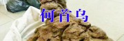 产地何首乌价格@低价何首乌信息
