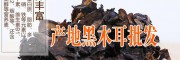 产地黑木耳图片@优质大理特色- 黑木耳
