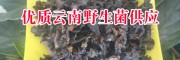 云南大理特产菌品种