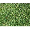 昆明哪里有草皮卖？_果岭草种子种植方法