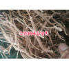 云南新金铁锁种子价格#丽江三叉白芨价格
