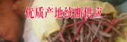 川断价续断新价格