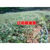 一亩地需要多少花椒苗|丽江花椒苗(红花椒苗)|花椒苗批发|