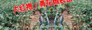 今年花椒苗多少钱一棵