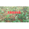 梨树苗种植技术*一亩梨苗要多少钱@梨树苗出售_15125404188