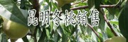 昆明冬桃新品种水果#昆明哪里的冬桃甜