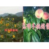 目前昆明冬桃市场价格#冬桃多少钱斤$昆明冬桃基地批发