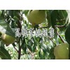 昆明采摘冬桃去哪?安宁300亩冬桃基地厂家直销