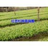 红豆杉树苗市场价格*3米高红豆杉树苗价格