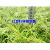 红豆杉种子哪里有卖#3年生红豆杉多少钱一棵