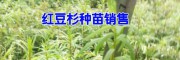 12米红豆杉树苗价格表