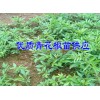 20107青花椒苗3年苗价格&3年青花椒苗多少钱一株