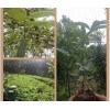 云南青花椒苗哪家苗圃的好*如何种植花椒苗销售指导