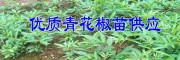 适合云南种植的青花椒苗# 云南青花椒苗批发