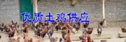 昭通常年供应成品鸡和鸡蛋