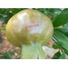 会泽县哪里有石榴新品种树苗&软籽石榴花