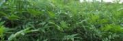 云南哪里有花椒苗卖(谭先生13887058293)
