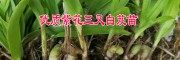 白芨种苗价格 [供应]