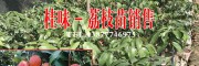 云南果树苗#红河芒果苗公司#元阳果树苗繁育场