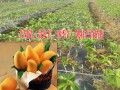 红河芒果小苗多少钱一棵@2020芒果苗价格@芒果苗的养护方法