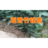 湛江观音竹种植基地#湛江哪里观音竹多