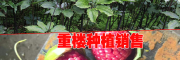 云南优质重楼种子多少钱一斤？