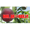 云南红河油桃#云南德宏油桃#富宁油桃#蒙自油桃什么价