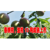 合作社油桃特点汁多脆甜，优质春晚桃,油桃