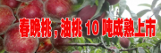 春晚桃油桃品种