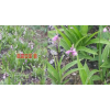 #白芨价格的种植行情&杨先生 13987819680