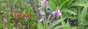 产地白芨重楼种苗批发价（市场报价）