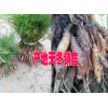 品牌大天冬种植户联系#云南大天冬种子多少一斤#