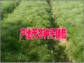 优质广西/云南大天冬种子天冬种植户商家赵