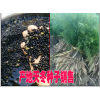 云南天大冬主产地在哪?天冬药材种植前景如何?