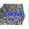 丽江永胜哪里有天冬？