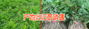 2018当归价格网_当归价格多少一斤?