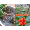 云南重楼种苗分类大全#种苗名列前茅