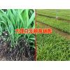 滇重楼种苗批发#白芨种苗价格多少钱一株