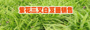 白芨种植基地@白芨价格是多少钱一斤#
