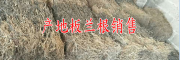 2017板兰根多少一斤@产地板兰根供应信息