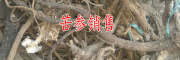 大草乌/板兰根(蓝靛根)/黄苓(淡苓)供求购信息